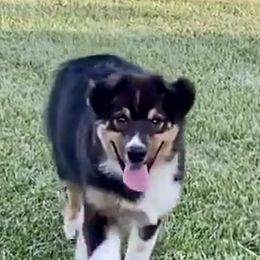 Australian Shepherd Puppies from Highline
