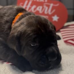 Miracle City Orange - Black brindle male Cane Corso puppy in Conroe, Texas from Miracle City
