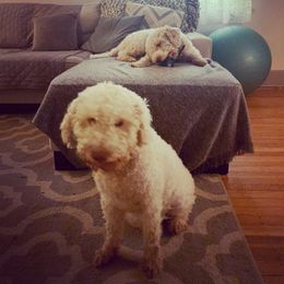 Lagotto Romagnolo Puppies from CreekSide Lagotto