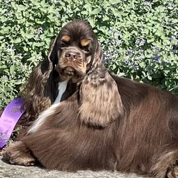 Suzy - Cocker Spaniel