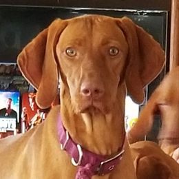 Macy - Vizsla