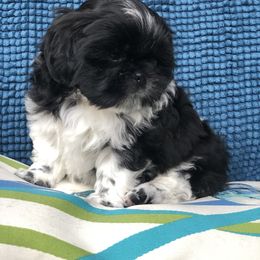 Shih Tzu Puppies from Schiermeister Hof Kennels