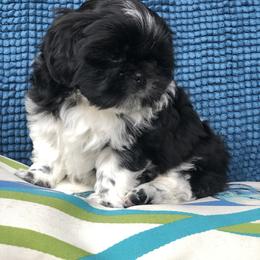 Shih Tzu Puppies from Schiermeister Hof Kennels