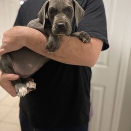 Blue Girl - Blue female Great Dane puppy in Kimball, Michigan from Starlight Danes