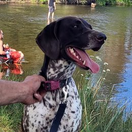 Daisy - German Shorthaired Pointer
