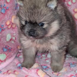 Memmy - Orange sable female Pomeranian puppy in Danielsville, Georgia from PassionatePomPoms