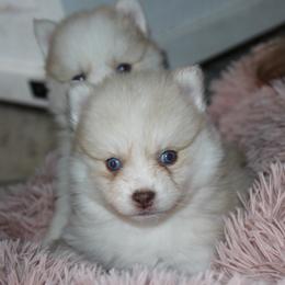 Maple - Merle female Pomsky puppy in Uintah County, Utah from Bingo's Wolfhounds, Lollipop Pomskies