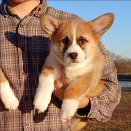Cedar Boy 2 - Red male Pembroke Welsh Corgi puppy in Redfield, Kansas from Owenby's Corgi's