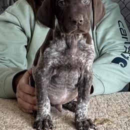 Red Boy - Liver roan male German Shorthaired Pointer puppy in Dearborn, Missouri from Hardwood Kennels