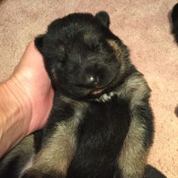 German Shepherd Puppies from Dawnhill