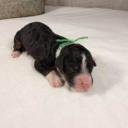 M and M - Tri-color male Bernedoodle puppy in Luana, Iowa from Country View Bernedoodles and Goldendoodles
