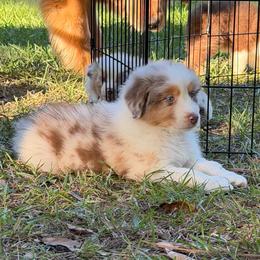 Minnie - Red merle female Australian Shepherd puppy in Hammond, Louisiana from Gold Ring Australian Shepherds