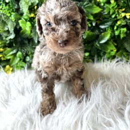 Alvin - Chocolate and white male Havapoo puppy in from Pink Poodles and Doodles