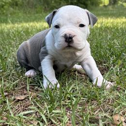 Texas - Blue male American Staffordshire Terrier puppy in Marietta, Georgia from Ambition Amstaffs