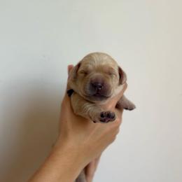 Girl - Yellow female Labrador Retriever puppy in Lonsdale, Minnesota from Cedar Ridge Labradors