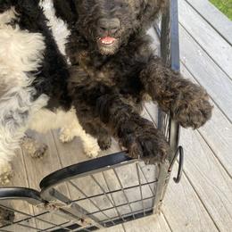 Bernedoodle puppies from Zink Doodles
