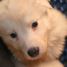 Shiloh Shepherd Puppies from Solace Shilohs