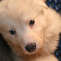 Shiloh Shepherd Puppies from Solace Shilohs