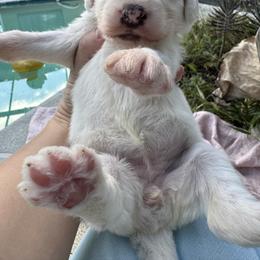 Purple Girl - White female Sheepadoodle puppy in Kissimmee, Florida from Sunflower Family Farms