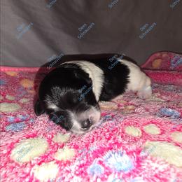 Brewer - Parti male Miniature Schnauzer puppy in Crestview, Florida from Dees Schnauzers