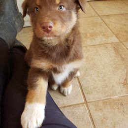Australian Shepherd Puppies from Covenant View Farm Australian Shepherds