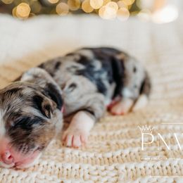 Spruce - Blue merle Bernedoodle puppy in Grants Pass, Oregon from Royal Empire Bernedoodles