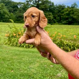 Briar - Red male Dachshund puppy in Milroy, Pennsylvania from Not Your Average Weiner
