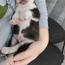 Siberian Husky Puppies from T and T Kennels