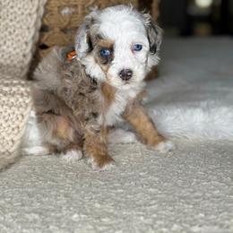 Kitty - Merle female Bernedoodle puppy in West Jordan, Utah from Doodles Friend