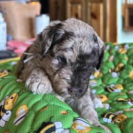 Rachel, 3 weeks old - Merle female Cockapoo puppy in Crawford, Colorado from Saddle Mountain Doodles