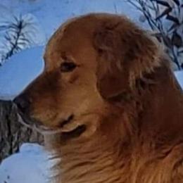 Lennon - Golden Retriever
