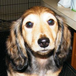 Dachshund Puppies from Dandydox Dachshunds