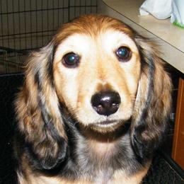 Dachshund Puppies from Dandydox Dachshunds