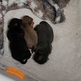 Shih Tzu Puppies from A fuzzy piece of heaven