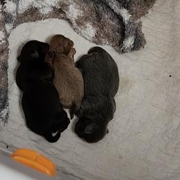 Shih Tzu Puppies from A fuzzy piece of heaven