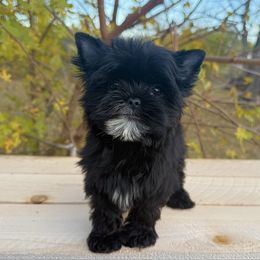 Hamilton (Ham) - Black and tan male Yorkshire Terrier puppy in Daleville, Indiana from Monarch Yorkshire Terriers
