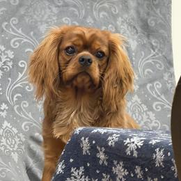 Cavalier King Charles Spaniel Puppies from FairHawk Downs