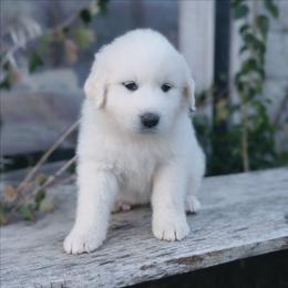 Magenta - White female Great Pyrenees puppy in Yakima, Washington from Naches Heights Ranch