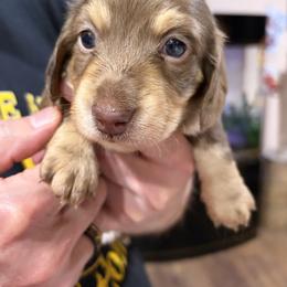 Cree - Chocolate and cream female Dachshund puppy in Heber Overgaard, Arizona from Sonoran Doxies