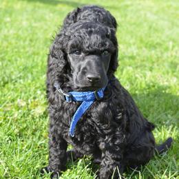Poodle Puppies from D and D Standard Poodles