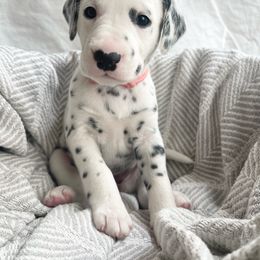 Fern LUA - White and black Dalmatian puppy in Franklin, Tennessee from Gentry’s Dalmatians