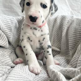 Fern LUA - White and black Dalmatian puppy in Franklin, Tennessee from Gentry’s Dalmatians