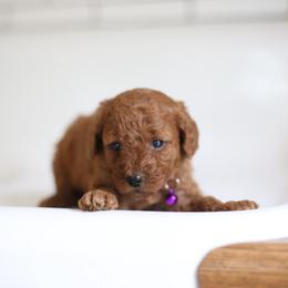 Bella - Red  female Goldendoodle puppy in Stevens, Pennsylvania from Pebble Paws Lane