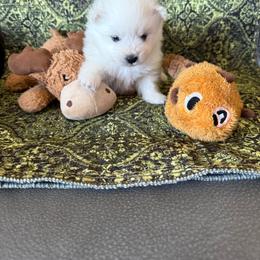 Angel - White male American Eskimo Dog puppy in Redlands, California from Arctic Storm Kennels