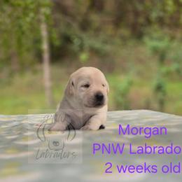 Morgan - Yellow female Labrador Retriever puppy in Rogue River, Oregon from PNW Labradors