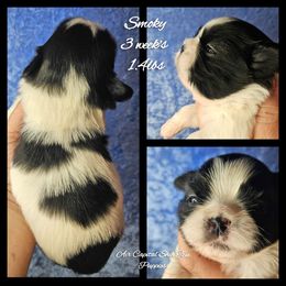 Smoky - Black and white male Shih Tzu puppy in Maize, Kansas from Air Capital Shih Tzu Puppies