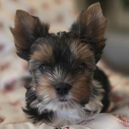 Bisou's Shaken not Stirred aka Bond - Black tan and white male Biewer Terrier puppy in Bradenton, Florida from Bisou Biewers