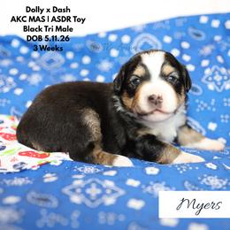 Myers- BTM1 - Black tri male Toy Australian Shepherd puppy in Nacogdoches, Texas from TK Standard, Mini, & Toy Aussies