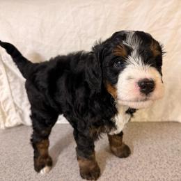 Pampas - Tri-color male Bernedoodle puppy in Irmo, South Carolina from Palmetto Bernedoodles Boutique