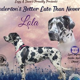 Lola - Great Dane